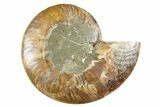 Cut & Polished Ammonite Fossil (Half) - Deep Crystal Pockets #345986-1